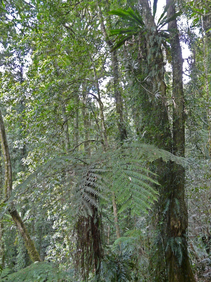 Gondwana Rainforest