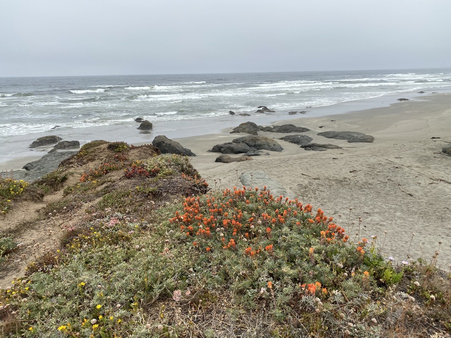 Castilleja mendocinensis