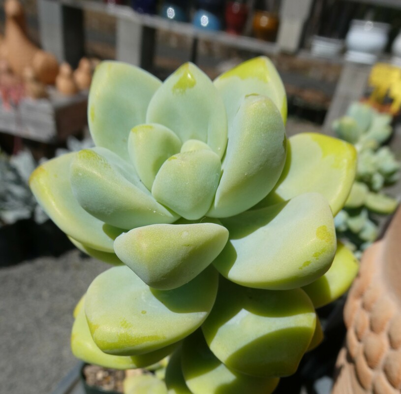 Sedum treleasei