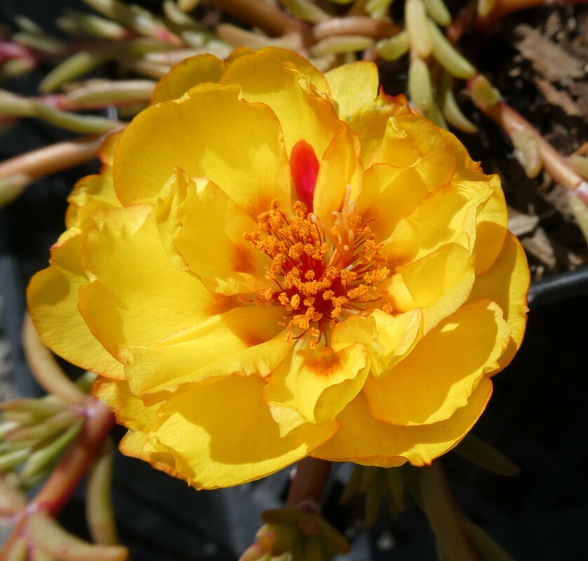 Portulaca grandiflora