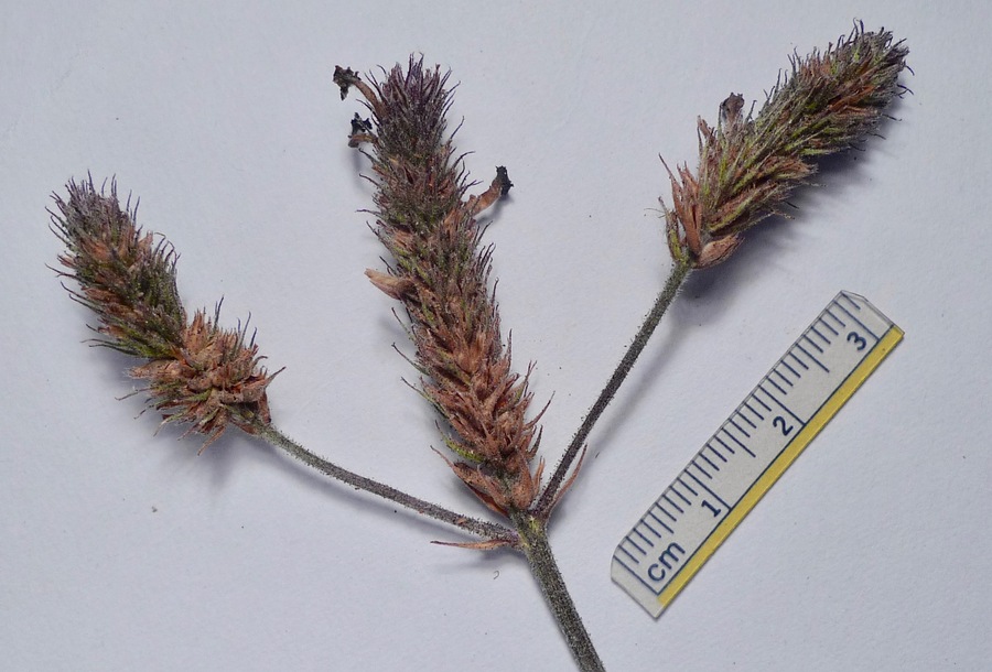 Verbena bonariensis