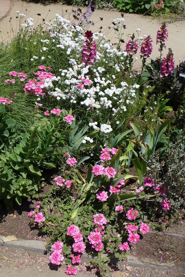 Verbena x-hybrida