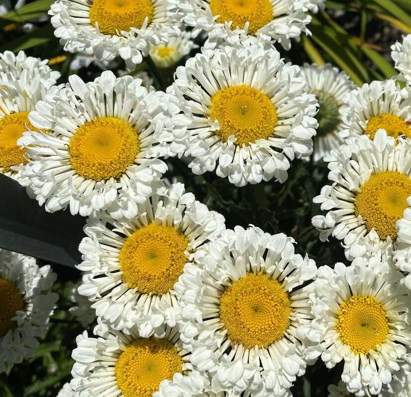 Leucanthemum x superbum