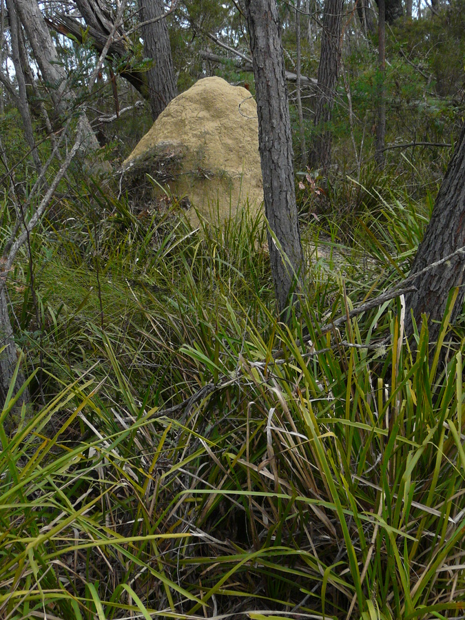 Termite mound