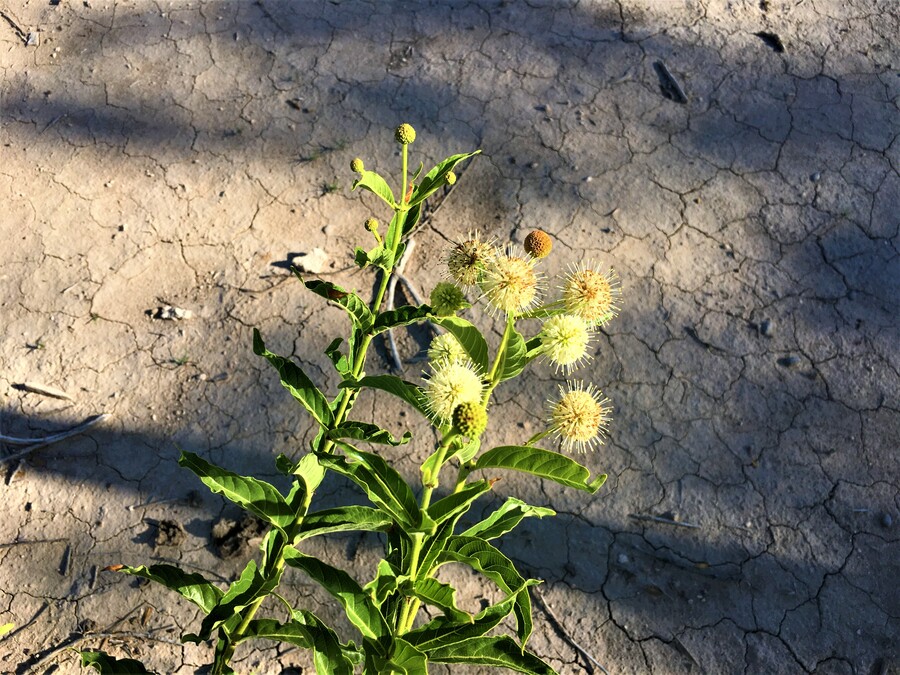 Cephalanthus occidentalis