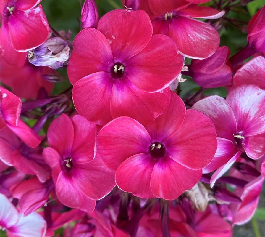 Phlox paniculata