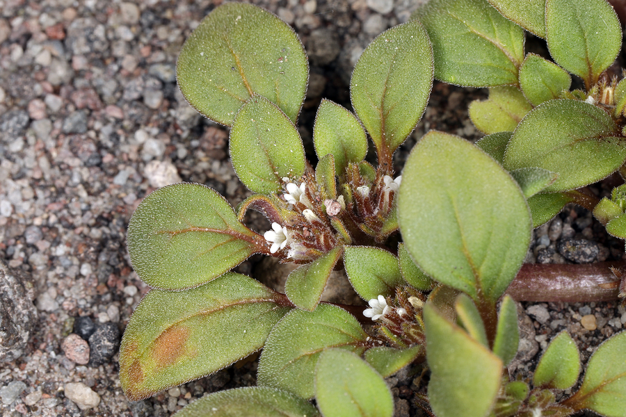 Phacelia cookei