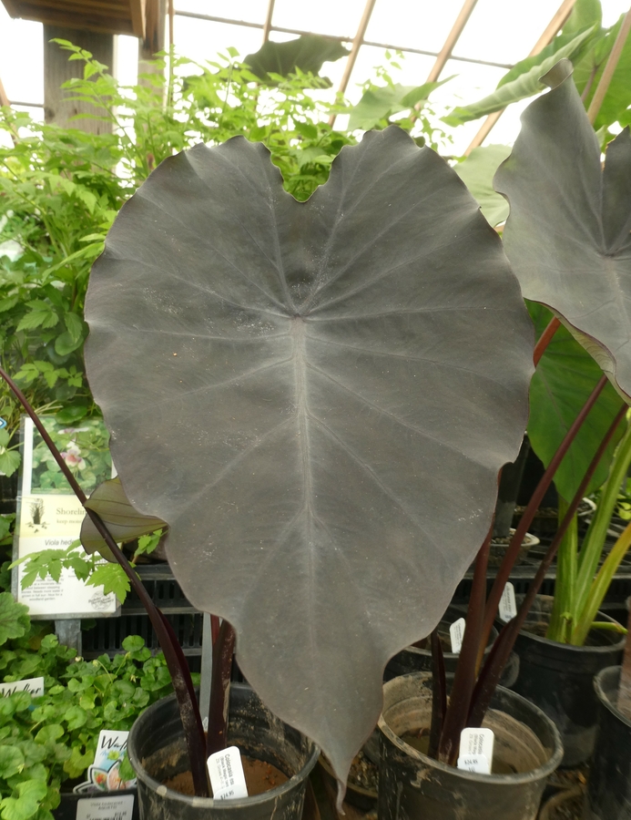 Colocasia esculenta