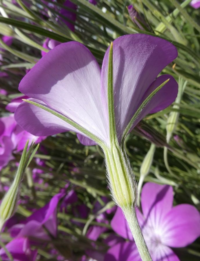 Agrostemma githago