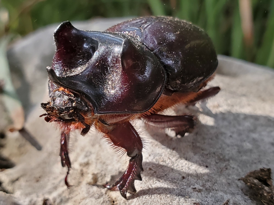 Strategus aloeus