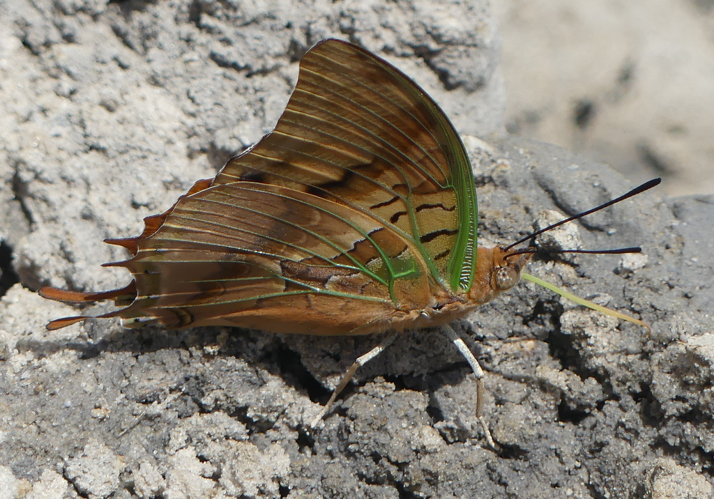 Charaxes candiope