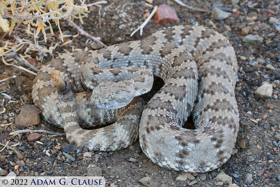 Crotalus stephensi