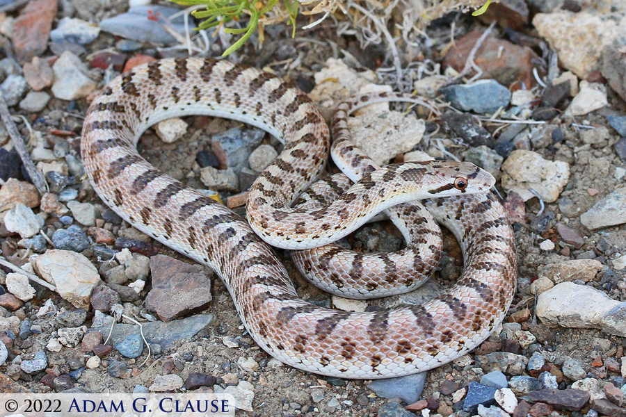 Arizona elegans candida
