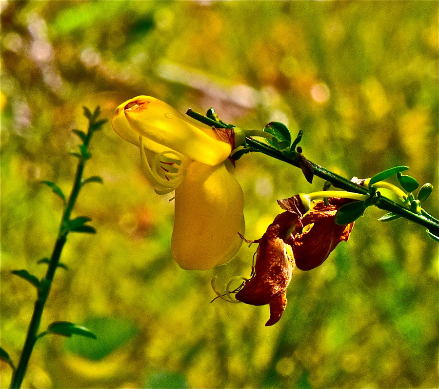 Cytisus scoparius