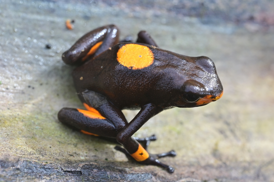 Oophaga histrionica Oophaga histrionica