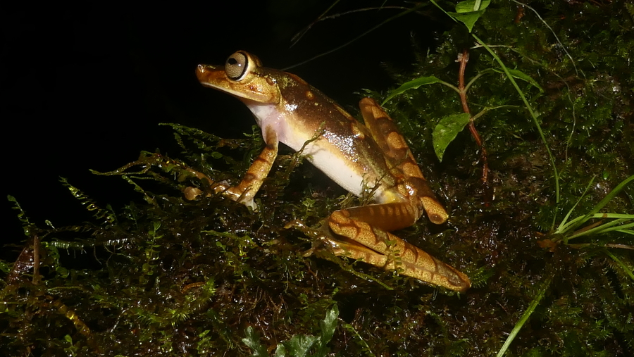 Boana punctata