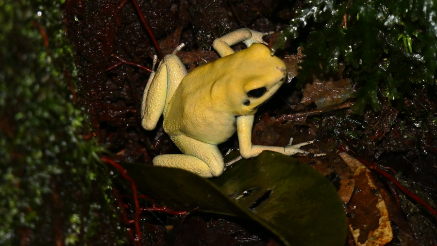Phyllobates terribilis Phyllobates terribilis