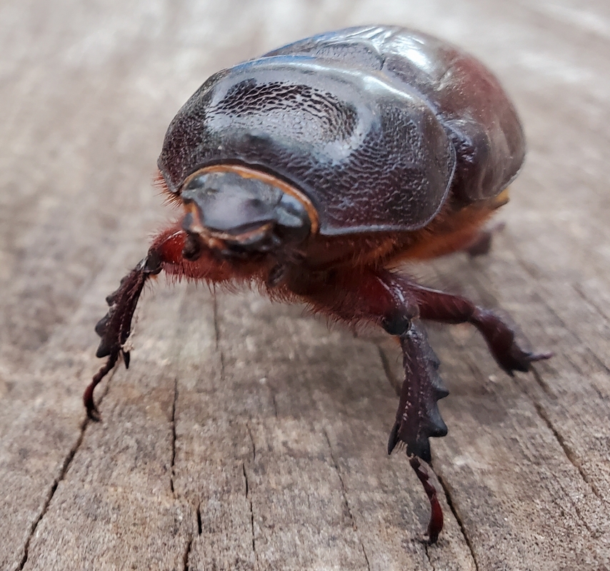 Strategus aloeus Strategus aloeus