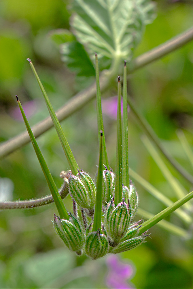 Erodium malacoides