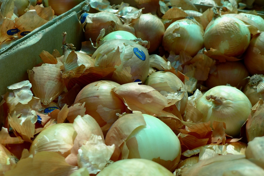 Allium cepa