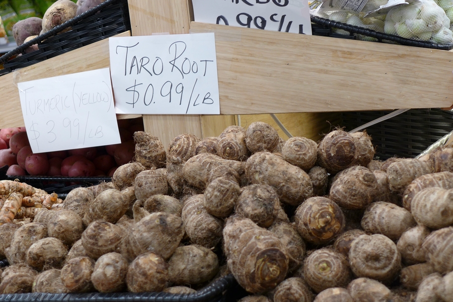 Colocasia esculenta