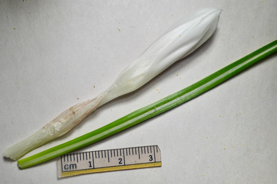Crocus sativus