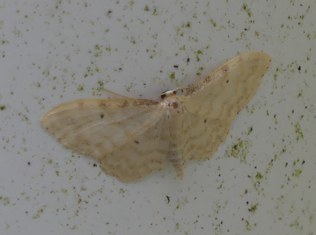 Idaea fuscovenosa