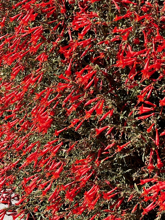 Epilobium canum