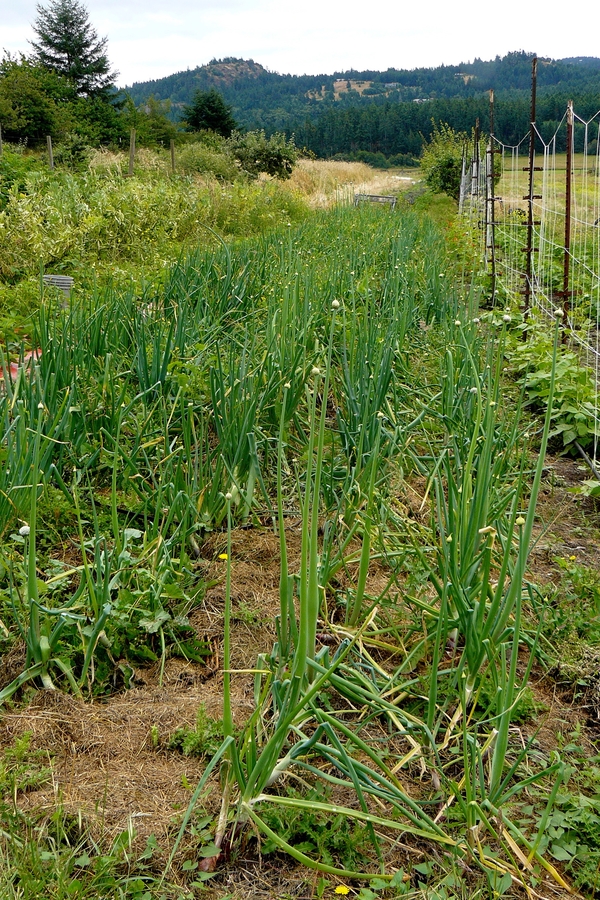Allium cepa