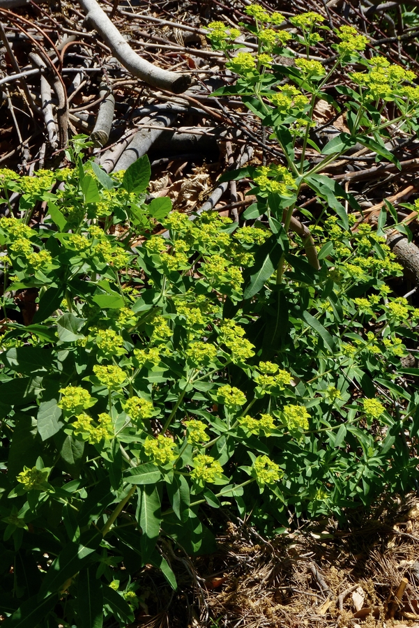 Euphorbia lathyrus