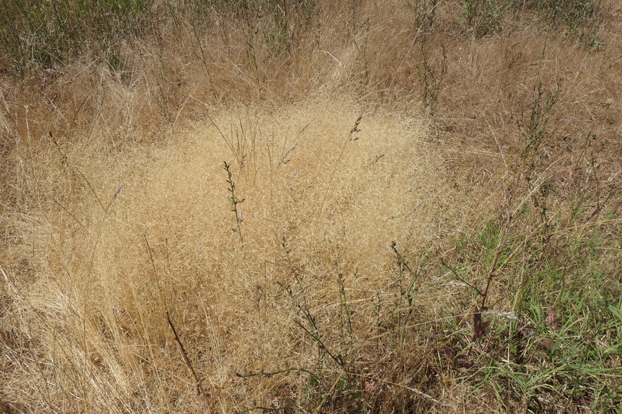 Deschampsia danthonioides