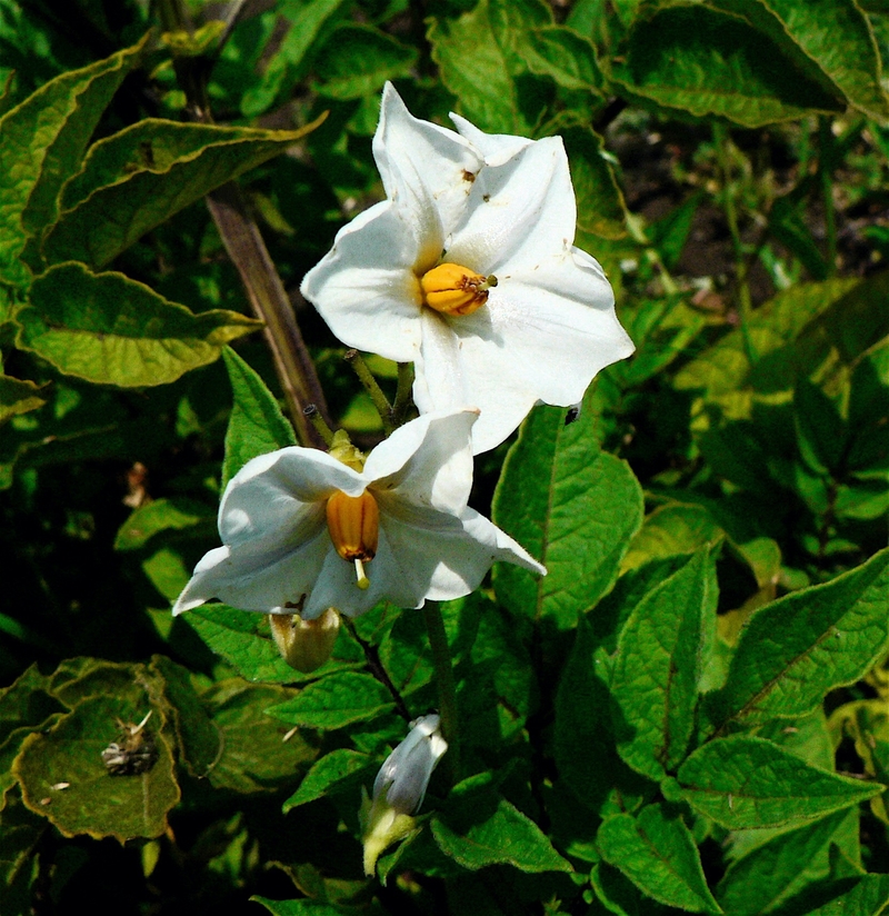 Solanum tuberosum