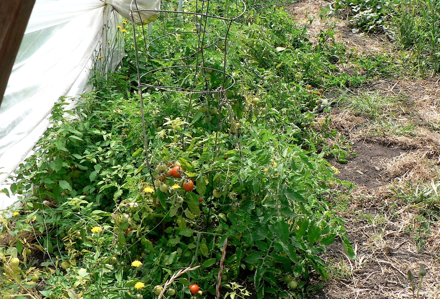 Solanum lycopersicum