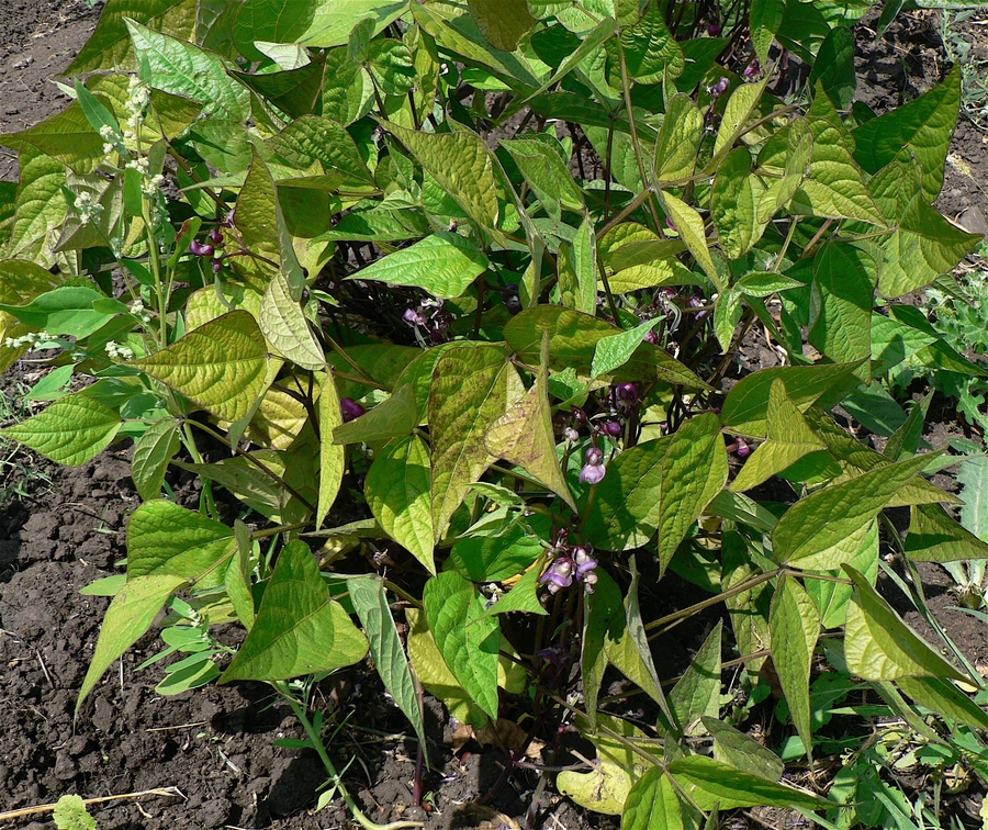 Phaseolus vulgaris