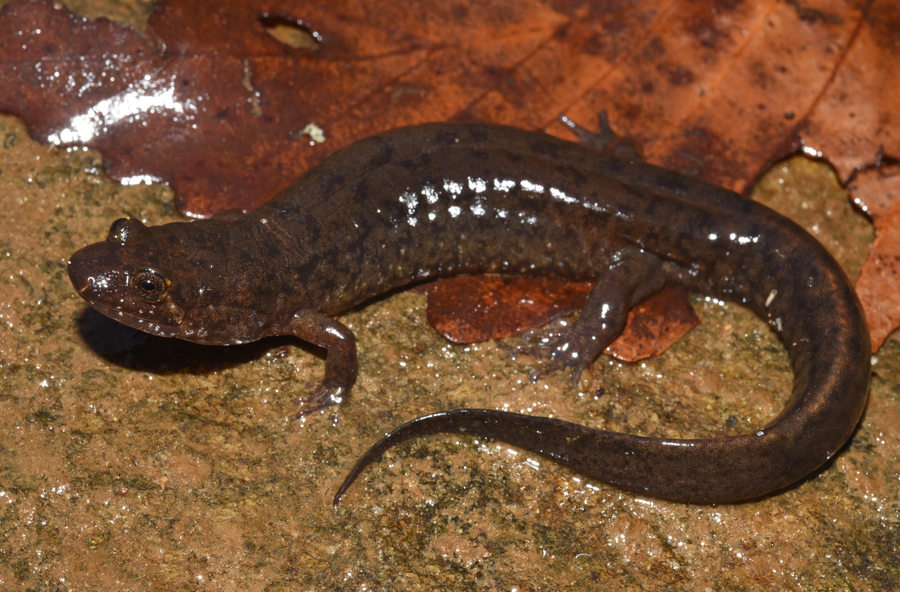 Desmognathus cheaha Desmognathus cheaha