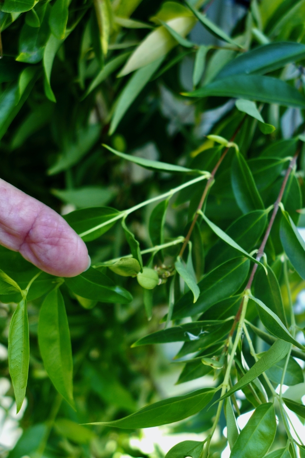 Gelsemium sempervirens