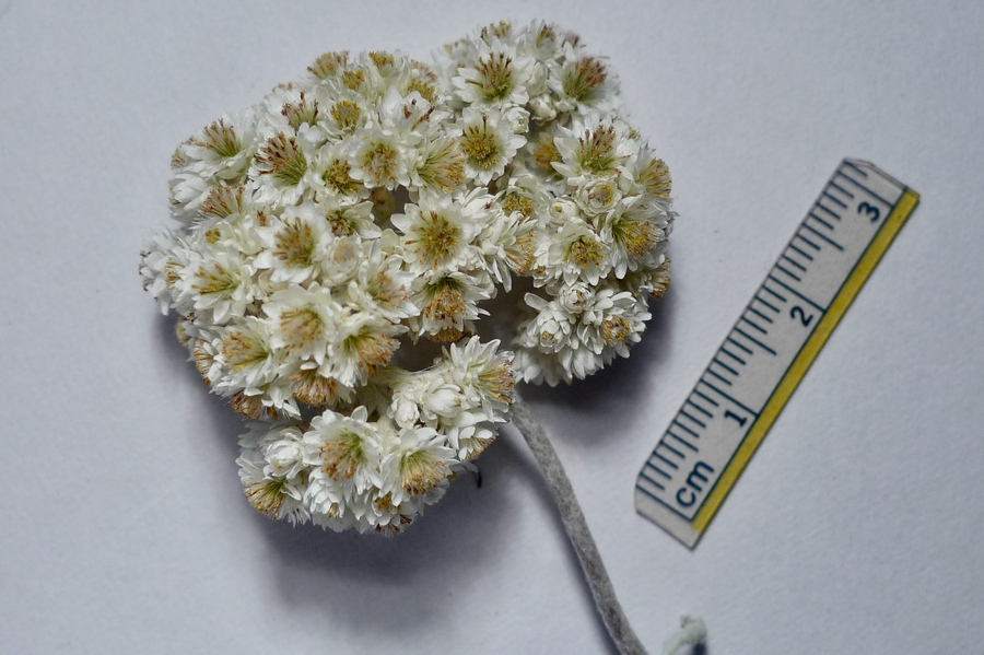 Helichrysum petiolare
