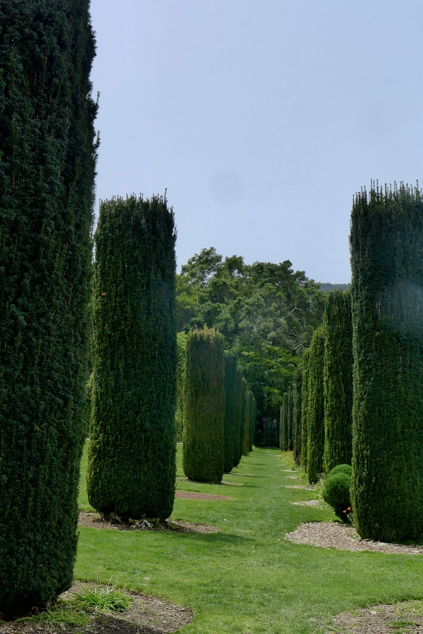 Taxus baccata