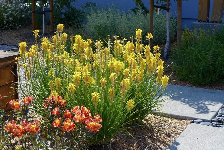 Kniphofia sp.