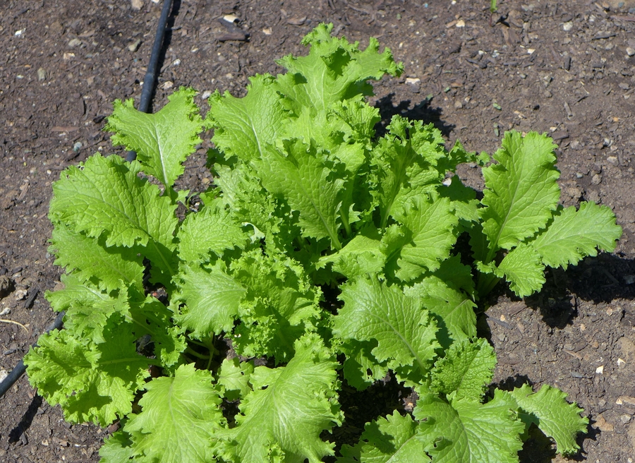 Lactuca sativa