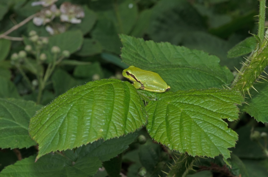 Hyla arborea