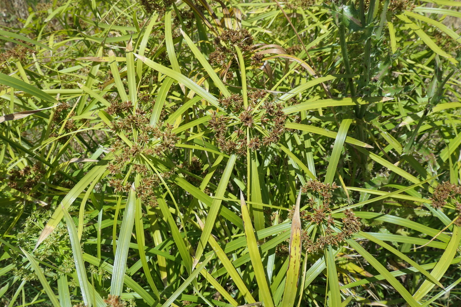 Cyperus involucratus