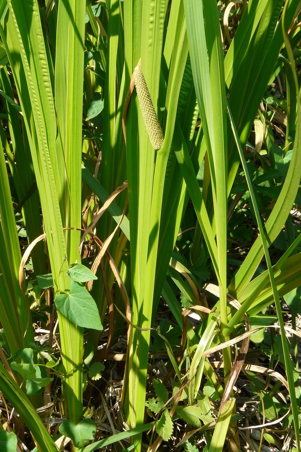 Acorus calamus