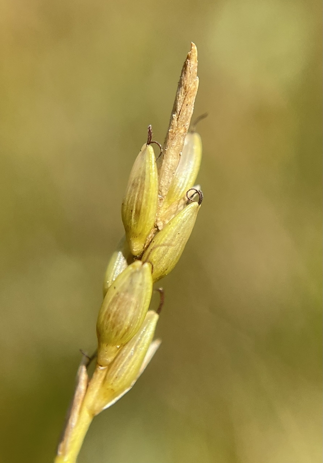 Carex leptalea