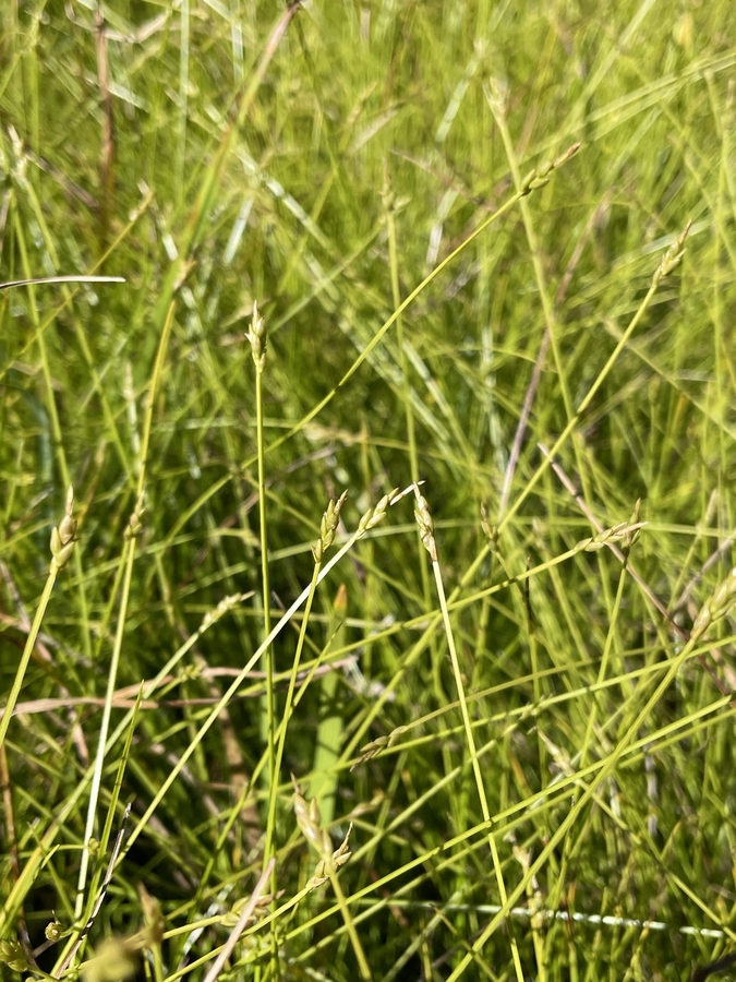 Carex leptalea