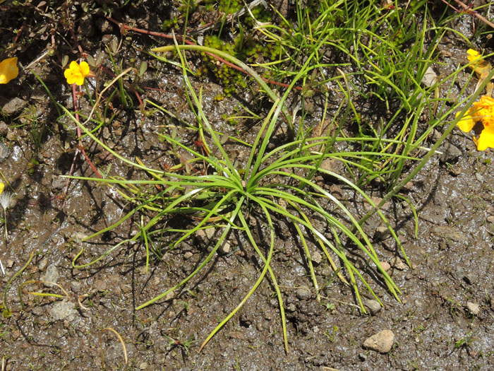 Isoetes orcuttii