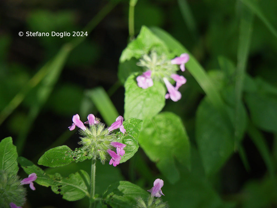 Clinopodium vulgare