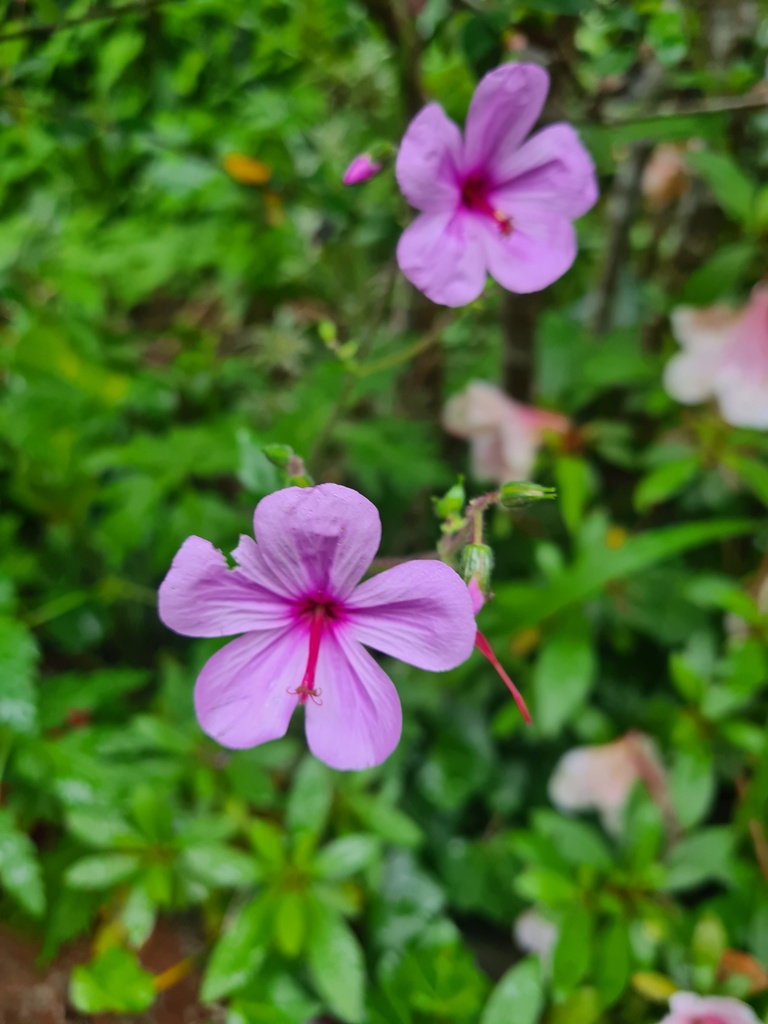 Geranium palmatum