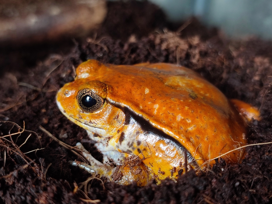 Tomato frog by Shabnam Zaman