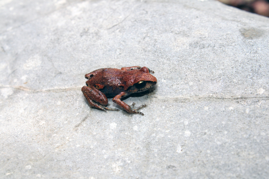Eleutherodactylus angustidigitorum